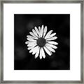 Black And White Bloom Of Bellis Perennis Framed Print