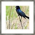 A Boat Tailed Grackle Holding On Framed Print