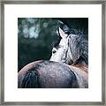 A Close-up Portrait Of Horse Profile In Nature Framed Print