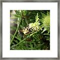 A Common Carder Bee Sitting And Eat Pollen From Bloom In Slovakia Grassland Framed Print