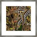 A Confusion Of Zebras Framed Print