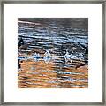 A Couple Of Coots Framed Print
