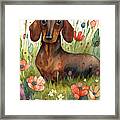 A Dachshund In A Flower Field 2. Framed Print