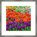 A Dazzling Display At Descanso Framed Print