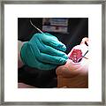 A Dentist Wearing Surgical Gloves Uses A Loupe Light To Examine The Teeth Of A Female Patient In Her Sixties In A Dental Clinic Framed Print