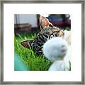 Cat Head Looking From Behind Her Paws And Look Right To Camera. Framed Print