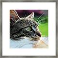 A Domestic Cat View Looking Away And Lying In Grass. Relaxing After Hard Day Framed Print