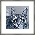 A Feral Cat Called Mano Framed Print