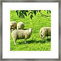 A Flock Of Sheep In A Field In Heywood, Grt Manchester, England, Uk Framed Print