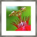 A Flower's Eyelashes Framed Print