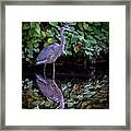 A Great Blue Heron And Its Reflection In The Bronx River Framed Print