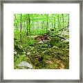 A Green Forest Interlude Framed Print