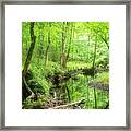 A Green Spring View In The Forest Framed Print