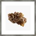 A Human Kidney Stone After Passage Framed Print