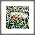 A Lost Frost Leaf Lying In Frost Grass In The Middle Of Garden. He Is Still Brown And Waiting For Some Sun Framed Print