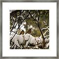 A Magical Winter Afternoon Framed Print