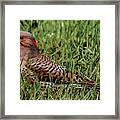 A Northern Flicker Framed Print