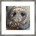 A Nose Only A Mother Could Love Framed Print