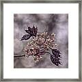 A Pastel Red Maple Bloom Framed Print