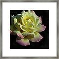 A Peaceful Rose Invitation Framed Print