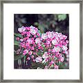 A Pink Bunch Framed Print