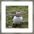 A Puffin Carrying Tree Branches In It's Mouth Framed Print