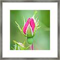 A Quiet Passion Framed Print