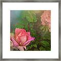 A Rose For Mother Framed Print
