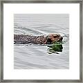 A Sea Otter Swimming In Backwater Framed Print