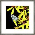 Butterfly Holly Blue On Yellow Flower Framed Print