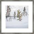 A Snow-covered Forest In Rural Norway, Wintertime Framed Print