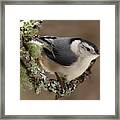 A Snowy Day For The Nuthatch Framed Print