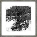 A Stately Oak Framed Print