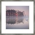 A Swan On A Misty Lake. Framed Print