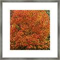 A Tinge Of Red Fall Tree Framed Print