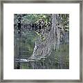 A Touch Of Moss Framed Print