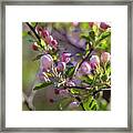 A Touch Of Pink Framed Print