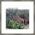 A Tower Of Giraffes Framed Print
