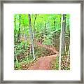 A Trail Through The Woods Framed Print