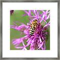 A Western Honey Bee Pollinating Red Clover In Slovakia Grassland Framed Print