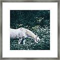 A White Horse Grazes On A Meadow Framed Print