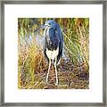 A Young Blue Heron Framed Print