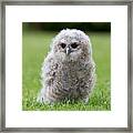 A Young Captive Bred Tawny Owl Framed Print