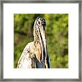A Young Wood Stork At Eagle Lake Park Florida Framed Print