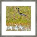 A Youngster Out In The Grasslands Framed Print