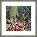 Abaco Parrots I Framed Print