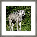 About To Howl Framed Print