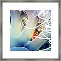 Abstract Jellyfish Framed Print