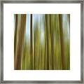 Abstract Of Young Aspens Framed Print