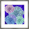 Abstract, Sea Flowers Framed Print